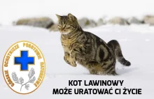 Koty lawinowe wchodzą do służby