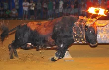 Byk zabił się podczas toro embolado w Hiszpanii