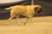 Wyluzowany pies na zawodach.