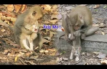 Małpy torturuja kotka