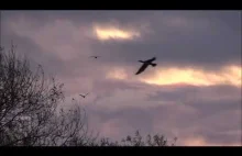 Piękny lot kormoranów.