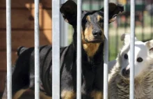 Tragiczny los bezpańskich psów z Wolbromia