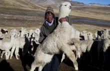 [ENG] Dziesiątki tysięcy alpak umiera z chłodu w Andach