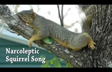 Wiewiórka z narkolepsją i jej piosenka :)