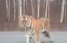 Rosjanie spotykają na drodze tygrysa