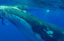 Wieloryb rzuca się na badaczkę... żeby uratować jej życie