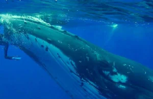 Wieloryb rzuca się na badaczkę... żeby uratować jej życie