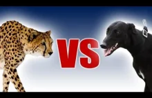 Gepard kontra greyhound, czyli najszybszy kot i najszybszy pies świata.