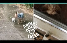 Pies ratuje małego porzuconego kota, przynosząc go do domu
