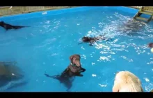Znudzony pies na basenie