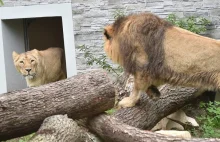 Zagrożone wyginięciem dzikie koty z krakowskiego zoo mają nowy dom.