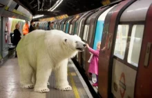 Spacer niedźwiedzia polarnego po ulicach Londynu. - I-BIZNES