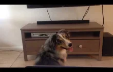 Pies i jego nieoczekiwana reakcja na włączony telewizor.