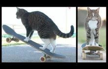 Koci skateboarding