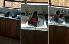 Małpa w kąpieli. Zmywa naczynia, bo lubi