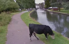 prywatność krowy na google street view :-) WTF