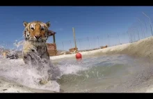 Uratowany tygrys pierwszy raz w życiu pływa