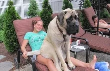 Community Post: 21 Dogs Who Don't Realize How Big They Are