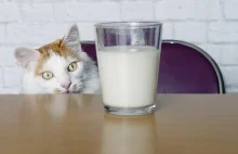 Dlaczego koty nie powinny pić mleka?