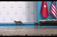 Wystąpienie trzech kotów na szycie G20