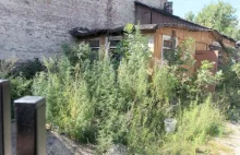Plantacja konopi obok komisariatu w Lublinie, a na ścianie 'palcie zioło'