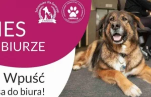 Pies w biurze- nowa akcja w Bydgoszczy