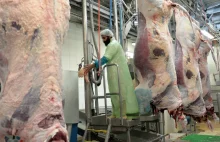 Belgia zakazała rytualnego uboju zwierząt w swoim największym regionie Walonii