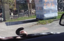 Snake on Windshield Wipers Freakout in Australia