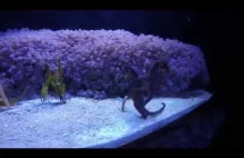 OGRÓD ZOOLOGICZNY WE WROCŁAWIU part 3. WROCŁAW ZOO. WATER WORLD. FISH .G...