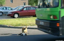 Białoruś: Pies próbował uratować kota potrąconego przez samochód FOTO