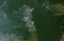 Pożary w Amazonii: pierwsza analiza NASA - obraz nieco inny niż w mediach