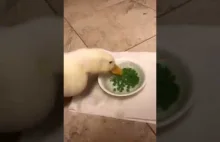 Kaczka zjada szybko groszek