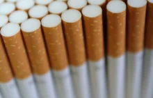 1,5 tony tytoniu w nielegalnej wytwórni