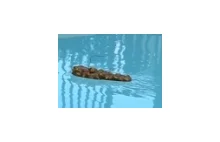 RC Turd - Zdalnie sterowana kupa basenowa