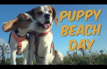 Beagle szczeniak pierwszy raz na plaży