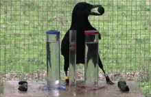 Na ile wrony brodate rozumieją przyczyny wypierania wody