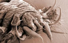 Przerażające bestie spod mikroskopu