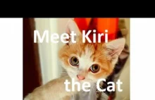 Meet Kiri the Cat