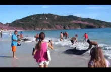 30 delfinów "wybrało" się na brzeg plaży gdzieś w Brazylii.