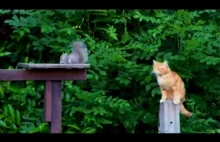 Wiewiórka ninja w akcji z kotem