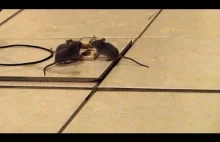 Ile pułapek potrzeba, żeby ubić trzy myszy?