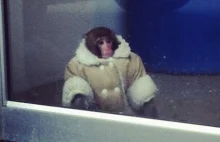 Samotna małpa spacerowała po sklepie IKEA. Była w płaszczu.