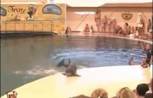 Breakdance w wykonaniu delfina