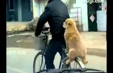 Tak podróżują psy w Azji.