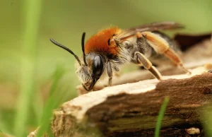 Pszczoła afrykańska - zabójca doskonały