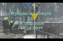 Wycinka wiekowych Lip w Gogolinie