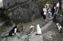 Niezwykła kocia wioska - Tajwan