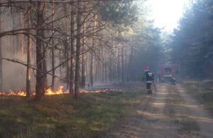 Pożary na terenie Trójmiejskiego Parku Krajobrazowego. Grozi nam susza