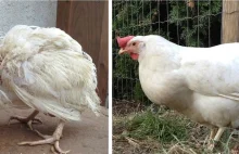 Jak wygląda kura z chowu klatkowego po 3 miesiącach w normalnych warunkach?