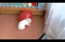 Fail Rabbit / Смешная неудача кролика